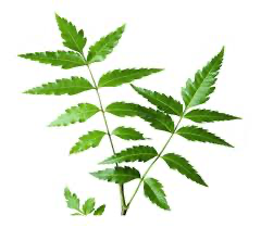 Neem